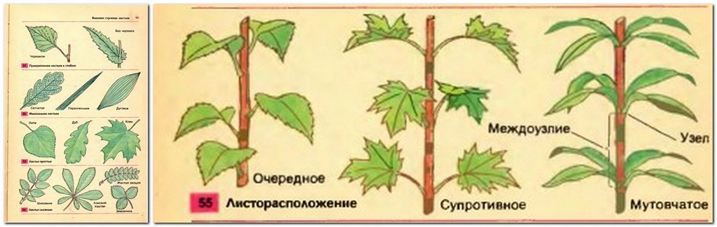 Строение листьев-орнаментклуб